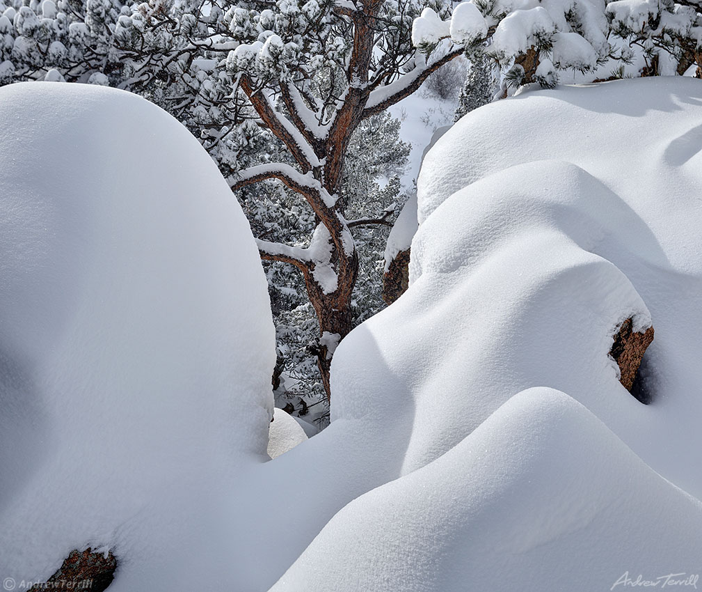 snow covered rocks and ponderosa pine golden colorado