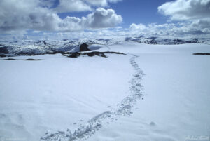 snow shoe tracks across snowy summits in norway