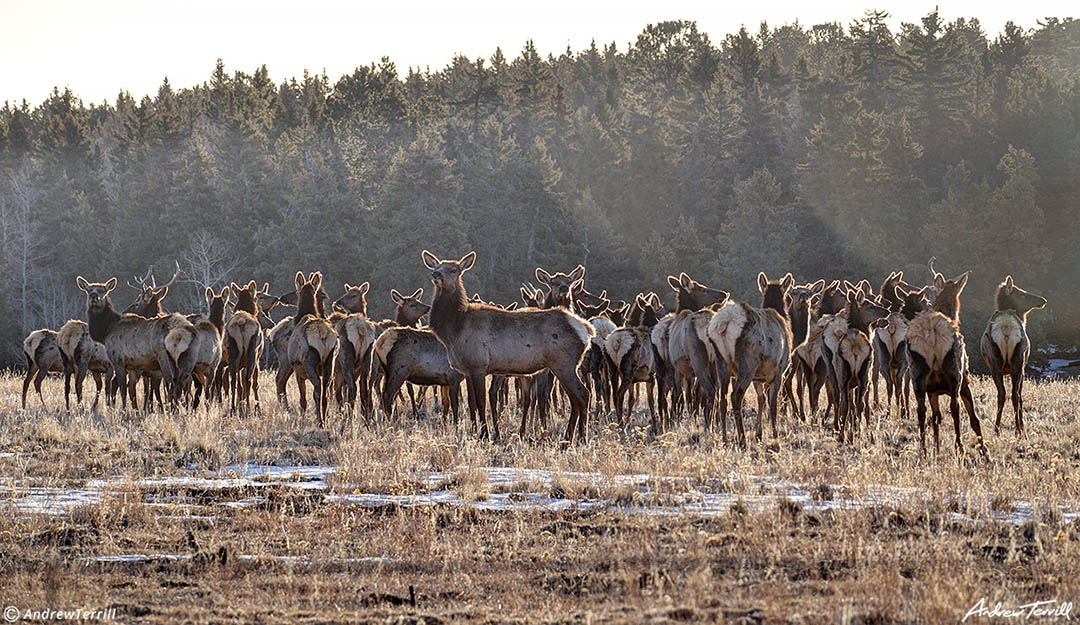 elk on bald mountain woodland park colorado