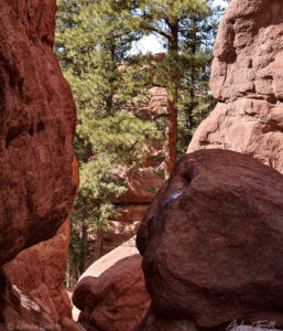 pine trees through the rocks woodland park colorado