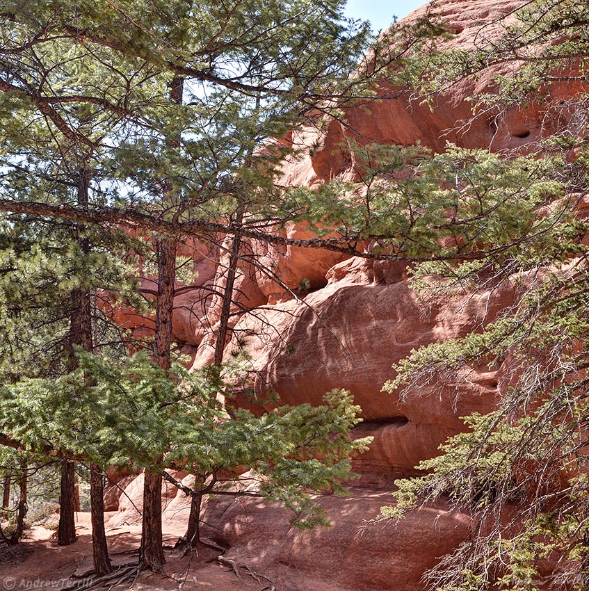 pine trees and red rocks in woodland park colorado