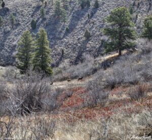 mule deer on spring hillside golden colorado