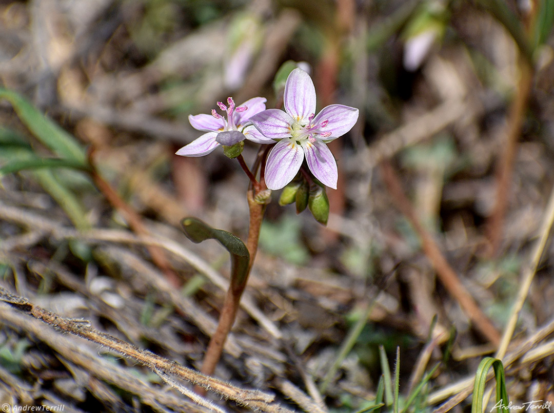 Claytonia rosea Spring Beauty foothills colorado april