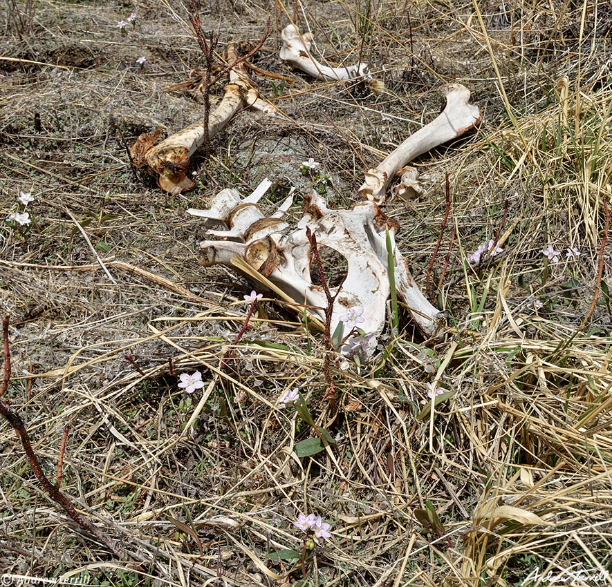 mule deer skull and bones among spring wildflowers