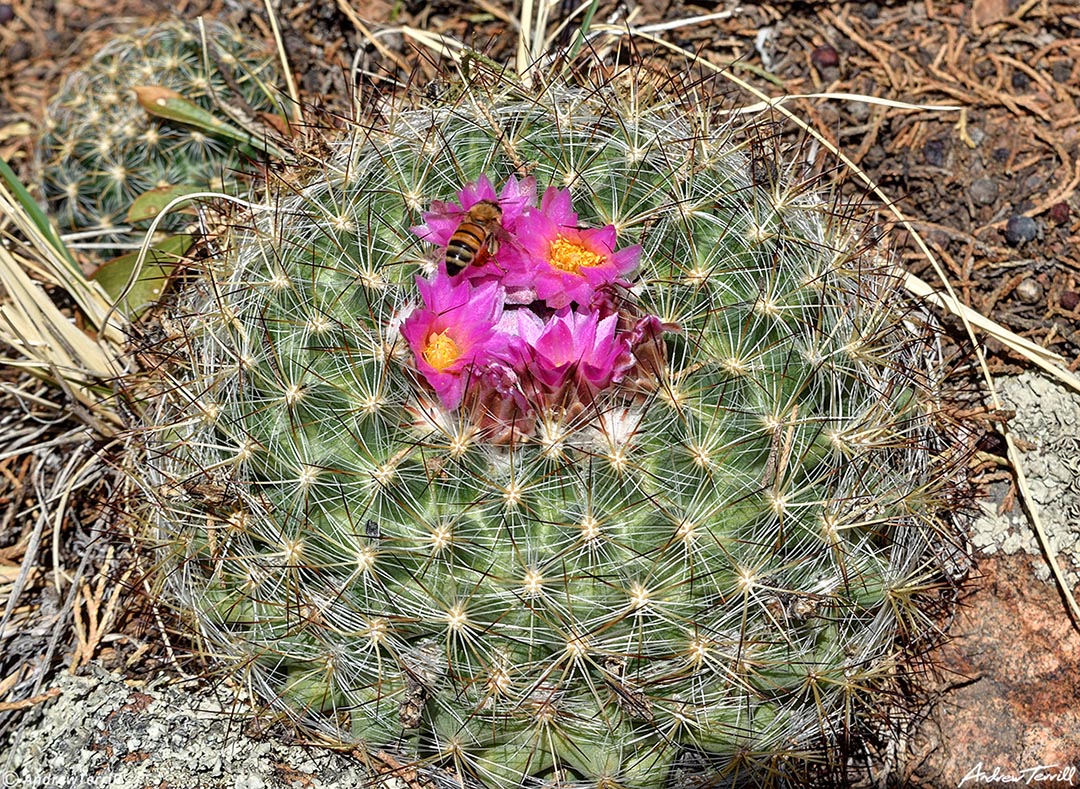 ball cactus flower and bee colorado