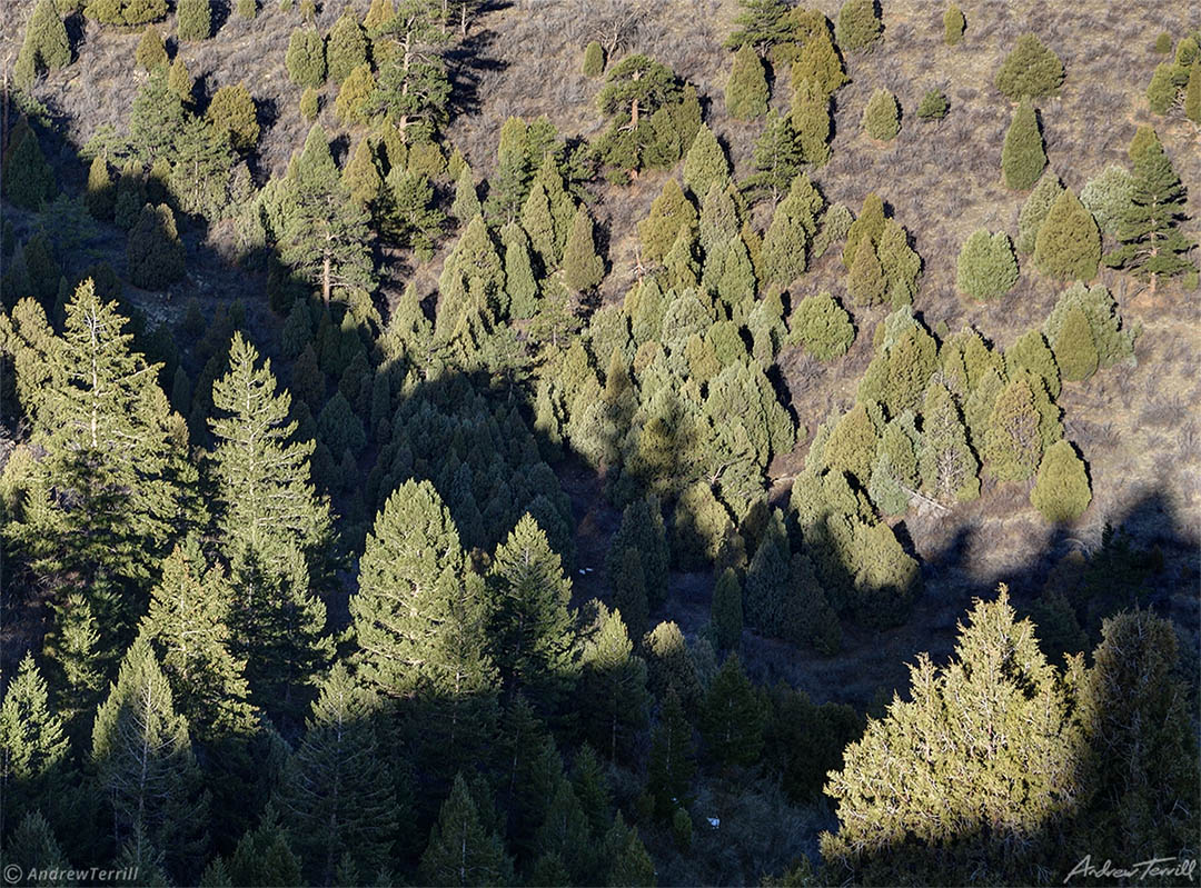 evening light on pinon juniper forest front range foothills golden colorado