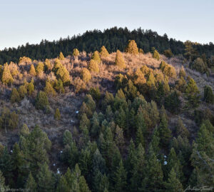 last sunlight in the forest colorado