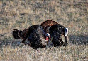 wild turkeys colorado april 30 2022