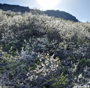 spring morning golden cliffs north table mountain