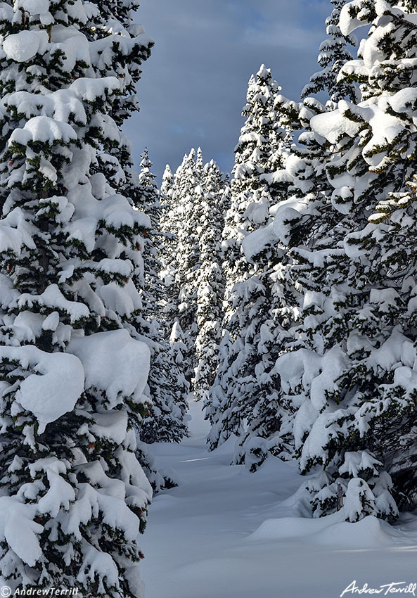 snowdecked forest in deep winter may 22 2022