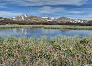 guanella pass in june 2022