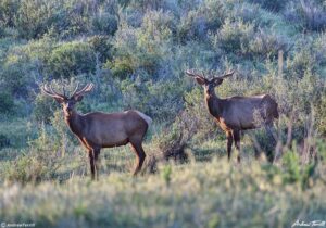 elk velvet antlers evening light colorado june 12 2022