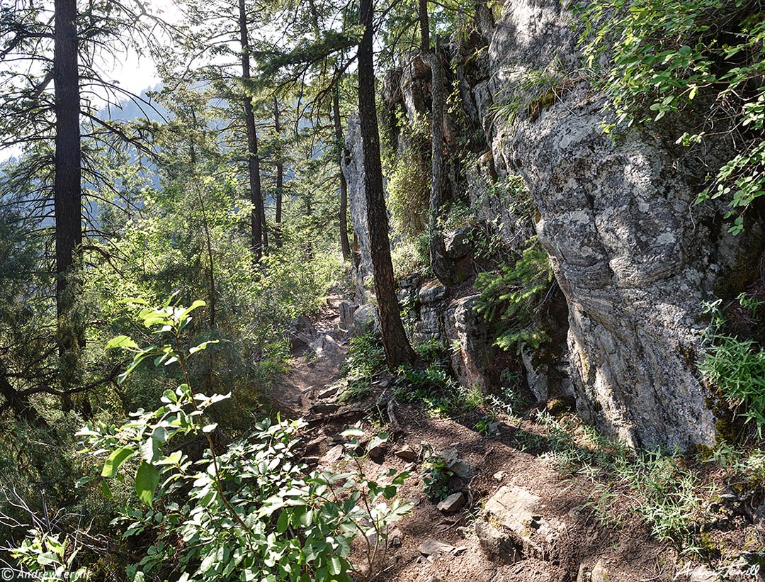 forest trail colorado front range june 13 2022