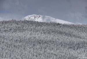 snow forest mountain colorado may 22 2022