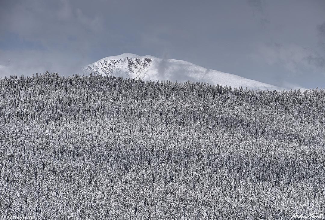 snow forest mountain colorado may 22 2022