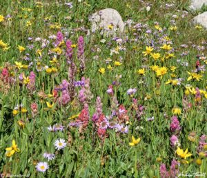 James Peak Wilderness Colorado wildflowers august 11 2022