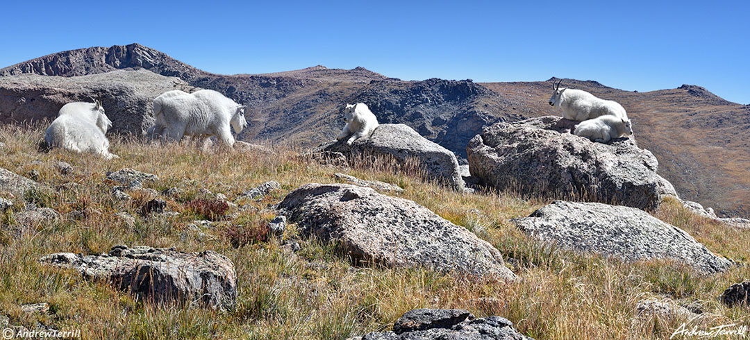 mountain goats Mount Evans Wilderness mount blue sky