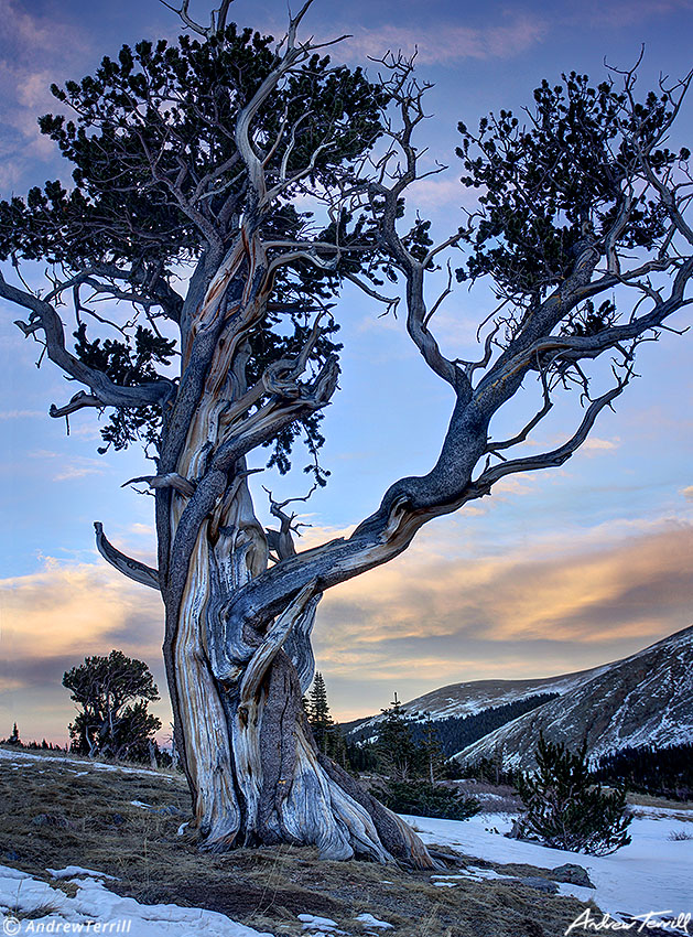 Mt Evans Wilderness Bristlecone mount blue sky