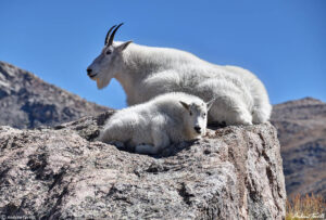 Mount Evans Wilderness mountain goats mount blue sky