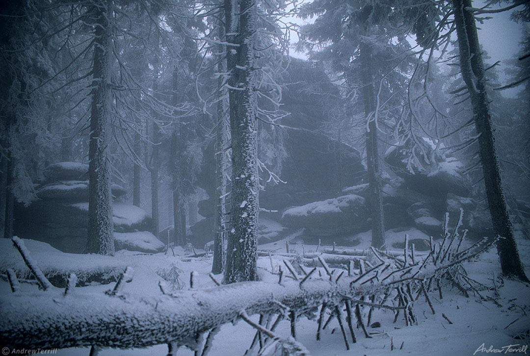 fog and frost in the forest austria bohemian forest