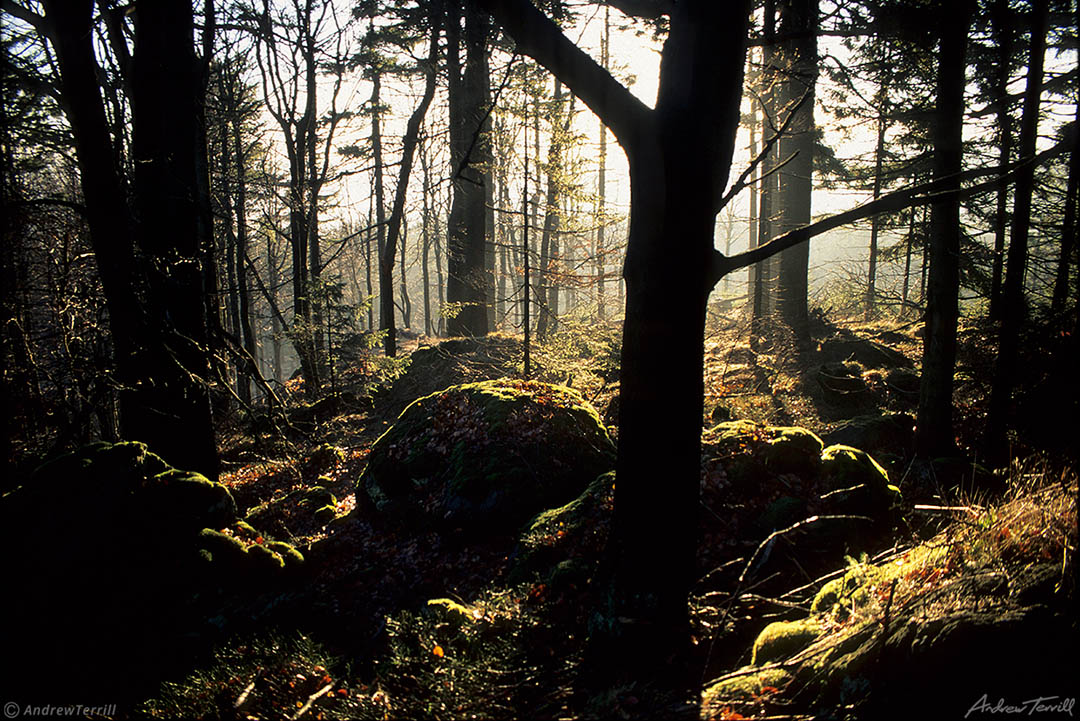 wild forest czech republic