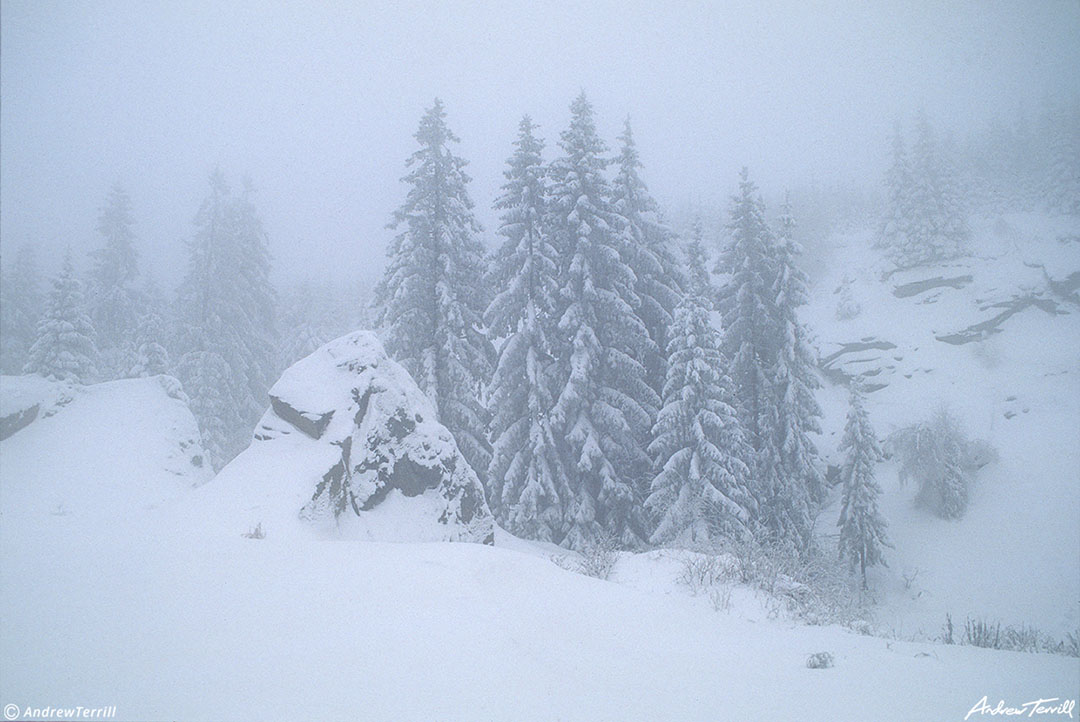 winter forest snow germany