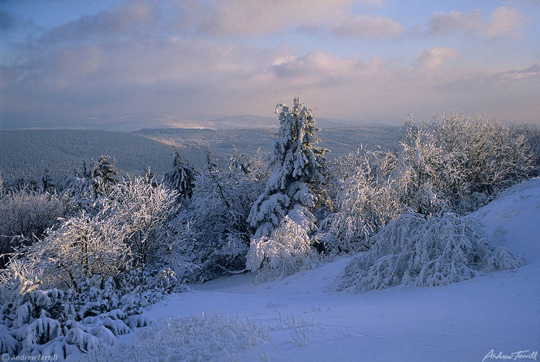 winter forest frankenwald germany