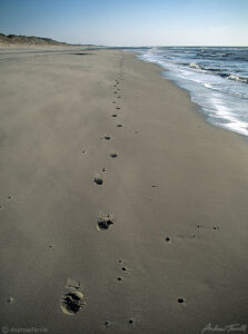 steps on the beech