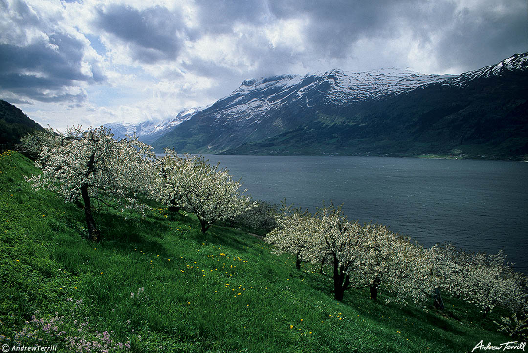 hardangerfjord norway fjord blossom