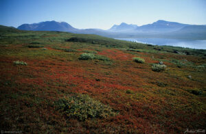 in the heart of Padjelanta sweden red tundra