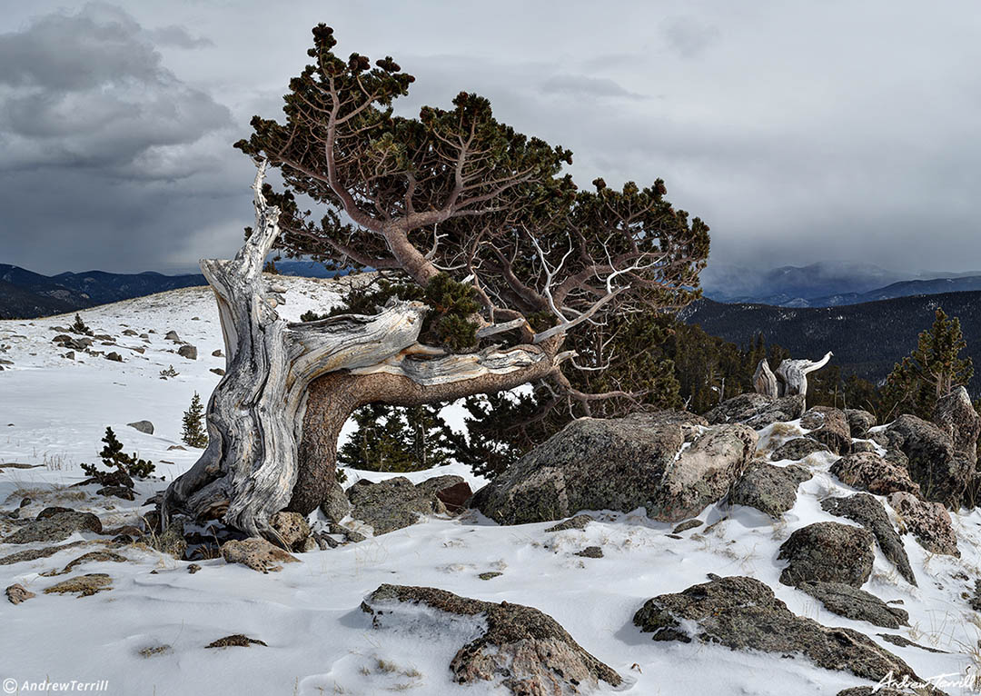 bristlecone pine mar 3 2023