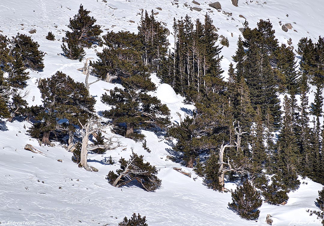 igloo among the bristlecone and limber pines march 19 2023