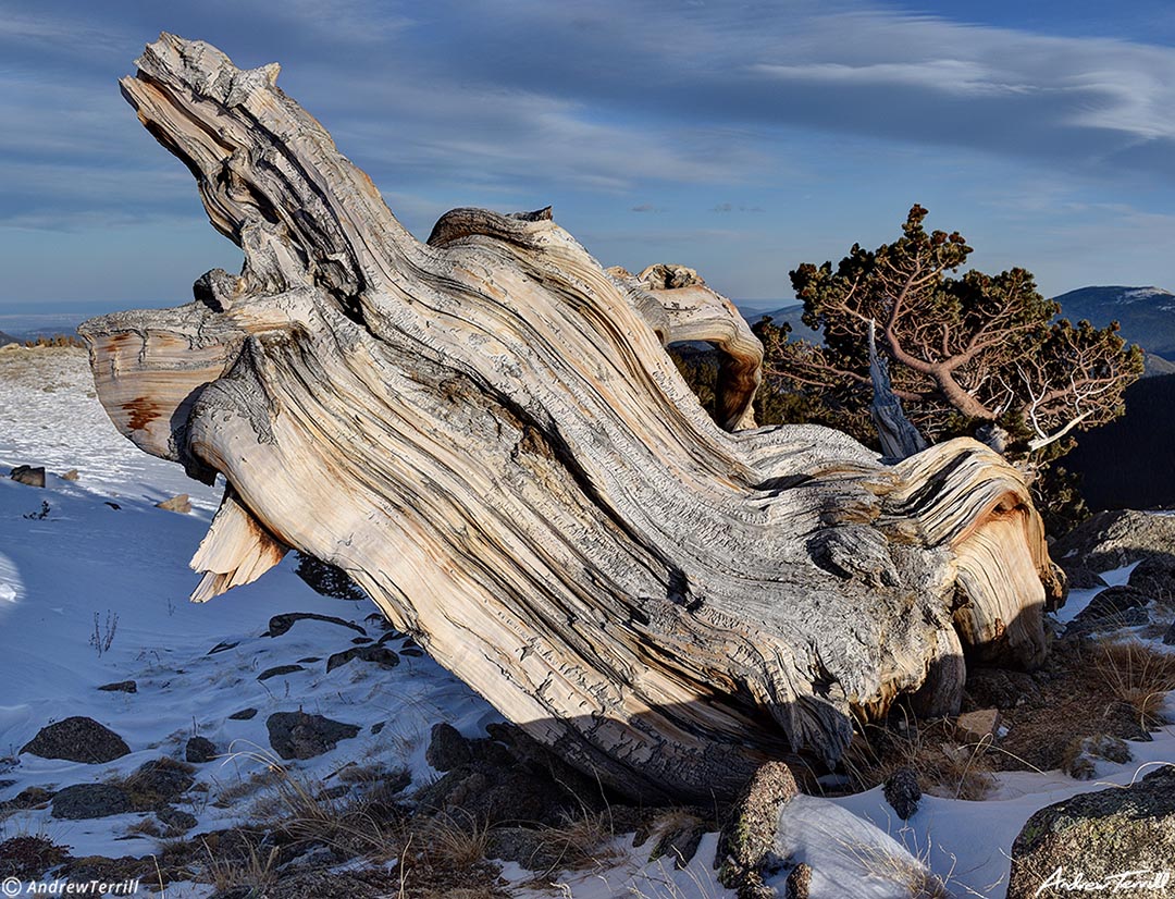 old bristlecone trunk march 19 2023