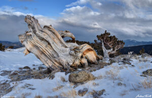 bristelcone pine in evening light march 26 2023