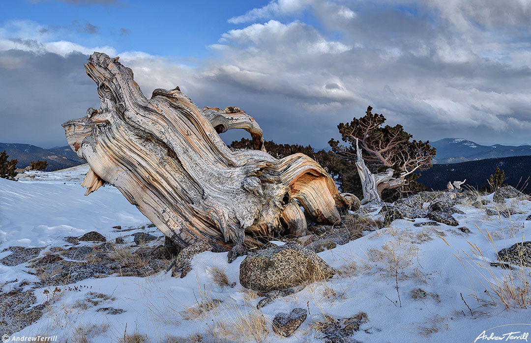  bristelcone pine in evening light march 26 2023