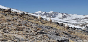 bighorn sheep females grazing on wild mountain slope colorado rockies april 11 2023