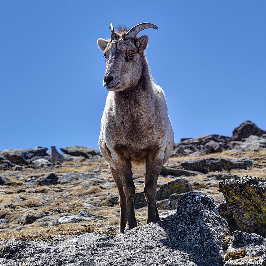 big horn sheep female standing on a mountain april 11 2023