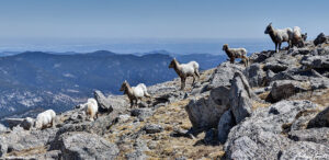 flock of bighorn sheep on Colorado mountain above Denver april 11 2023