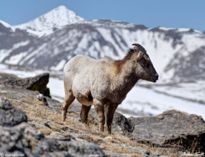 bighorn sheep in colorado rocky mountains apri 11 2023