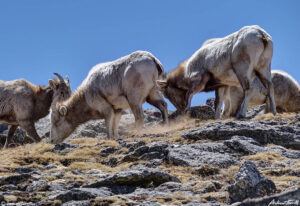 bighorn sheep digging on a mountain side colorado april 2023