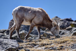 bighorn sheep grazing on a rugged mountain colorado april 2023