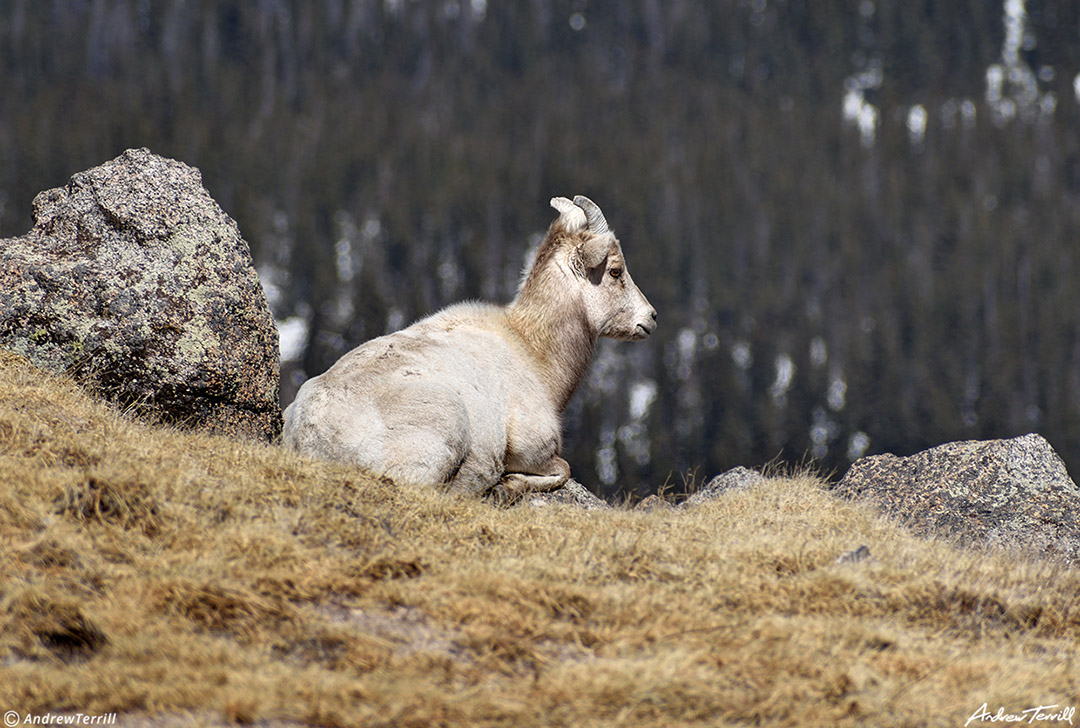 bighorn sheep on a mountain side in colorado april 2023