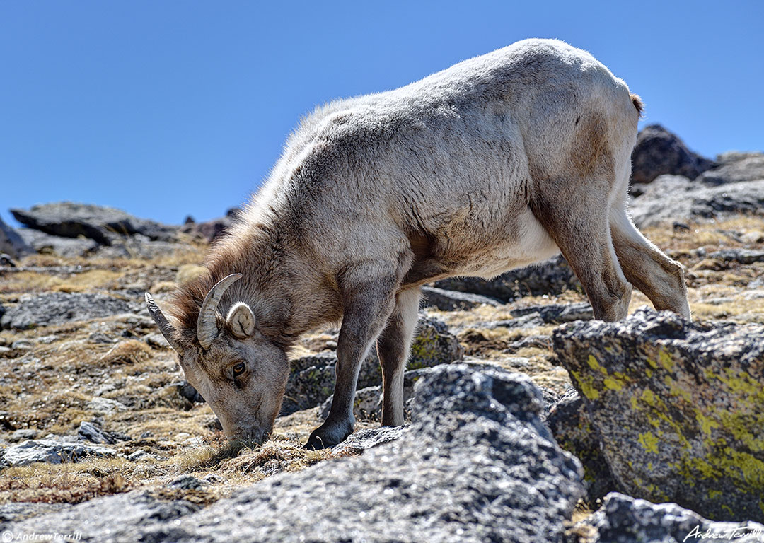 bighorn sheep grazing on a rocky mountain colorado april 2023