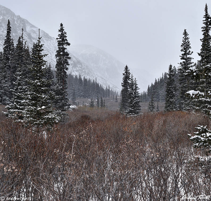 chicago creek willows and snow colorado april 15 2023