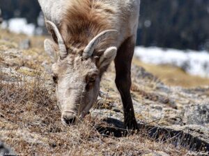 close up of bighorn sheep female grazing 11 april 2023