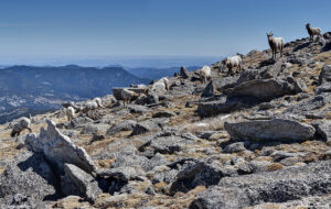 flock of bighorn sheep grazing on Colorado mountain above Denver april 11 2023