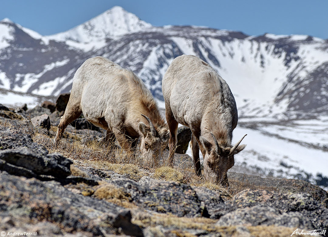 two bighorn sheep grazing rocky mountains colorado 11 april 2023