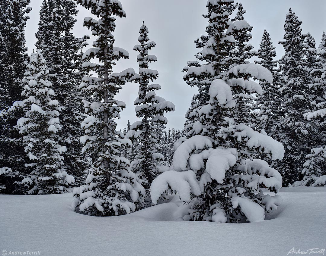 colorado pine forest in winter 22 april 2023