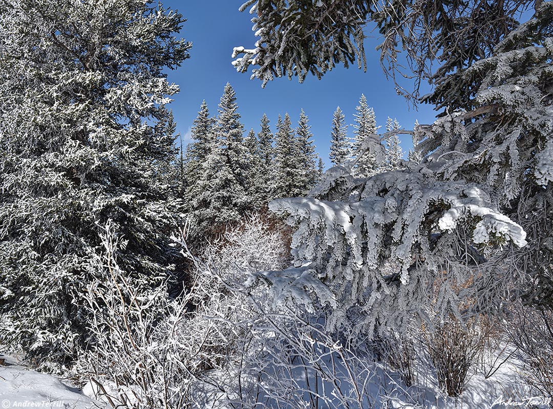 sparkling trees at echo lake colorado 15 apr 2023