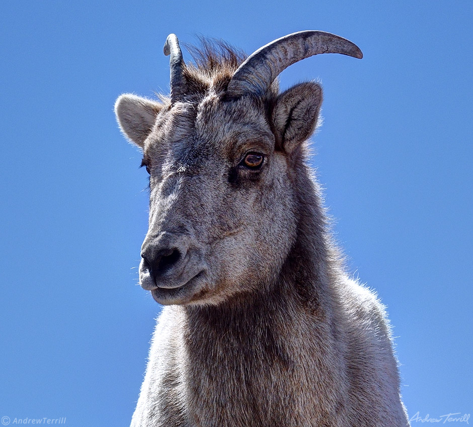 big horn sheep female portrait april 11 2023